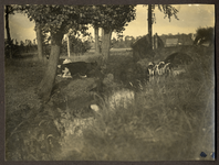 805377 Afbeelding van enkele koeien bij een sloot te Groenekan (gemeente Maartensdijk).N.B. De gemeente Maartensdijk is ...